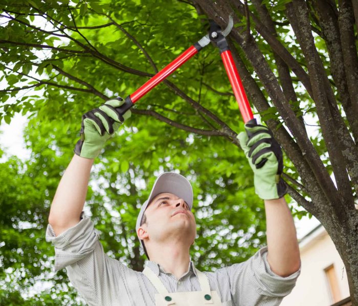 Professional Gardener Pruning A Tree